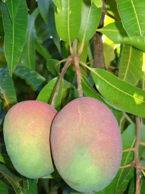 Манго или мангифера индийская: как вырастить в домашних условиях, свойства  экзотического фрукта, выращивание манго из косточки, особенности ухода за  растением.
