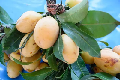 Чай из листьев манго-мангифера индийская-50 г - купить по выгодной цене |  AliExpress
