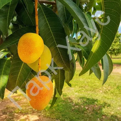 Как вырастить манго в домашних условиях: советы по посадке и уходу