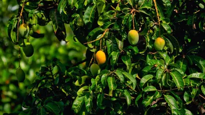 Дерево манго из косточки - фото и картинки: 65 штук