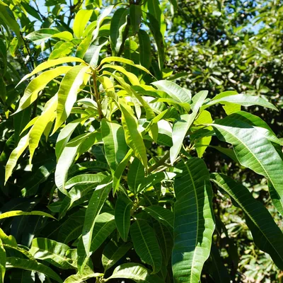 Манго индийское (Mangifera indica) - PictureThis