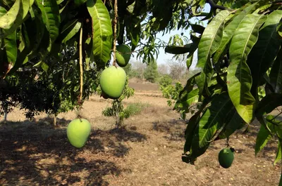 Масло манго - ОПТОВЫЙ РАСПРЕДЕЛИТЕЛЬ СЫРЬЯ - B2B - NATURAL POLAND - Оптовый  дистрибьютор сырья