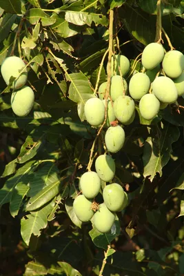 Мангифера индийская (лат. Mangifera indica, семейство Анакардиевые) - «?Как  вырастить манго из косточки в домашних условиях. Экзотическое дерево  магнифера из манго?» | отзывы