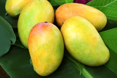 Свежее и зрелое индийское манго Стоковое Фото - изображение насчитывающей  ð·ñ€ðµð»o, ð¿ð¸ñ‚ð°ð½ð¸ðµ: 151696212