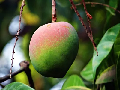 Мангифера или манго индийское