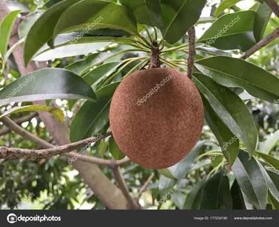 Скачать 78 Sapodilla Photos - Envato Elements