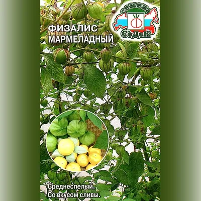 Физалис Мармеладный | Ореховый Рай