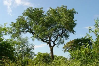 Марула – дерево и древесина – Sclerocarya birrea