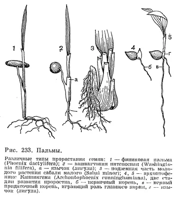 СЕМЕЙСТВО АРЕКОВЫЕ ИЛИ ПАЛЬМЫ (ARECACEAE) - что такое в Биологической  энциклопедии