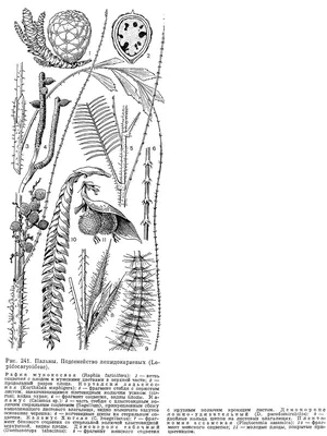 Энциклопедия \"Жизнь растений\". ПОДСЕМЕЙСТВО ЛЕПИДОКАРИЕВЫЕ  (LEPIDOCARYOIDEAE)