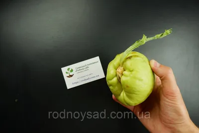 Чайот мексиканский огурец плод с семенем (2 шт) (Sechium edule, chayote),  цена 299 грн — Prom.ua (ID#1501577575)