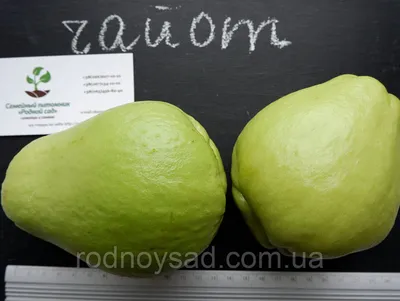 Чайот мексиканский огурец плод с семенем (2 шт) (Sechium edule, chayote),  цена 299 грн — Prom.ua (ID#1501577575)