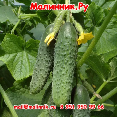 Чайот мексиканский огурец плод с семенем (2 шт) (Sechium edule, chayote),  цена 299 грн — Prom.ua (ID#1501577575)