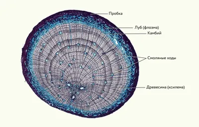 Biology - голосеменные