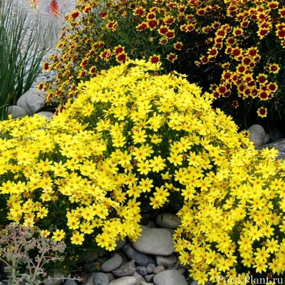 Кореопсис мутовчатый Moonbeam(Coreopsis verticillata Moonbeam)