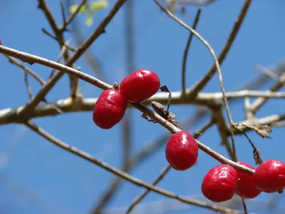 Пурпурный момбин (Spondias purpurea)