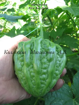 Капсулы Момордика и женьшень Baihekang brand Bitter Melon \u0026 Ginseng  Softgel) Baihekang brand