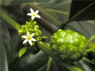 Сырное дерево или моринда цитрусолистная (лат. Morinda citrifolia) –  Интересные животные