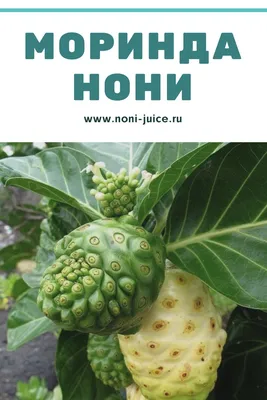 Morinda / Моринда (Код: 456) - купить в магазине NSP.com.ua. Тел:  (044)583-00-00, 0(800)600-333. Доставка по Украине!