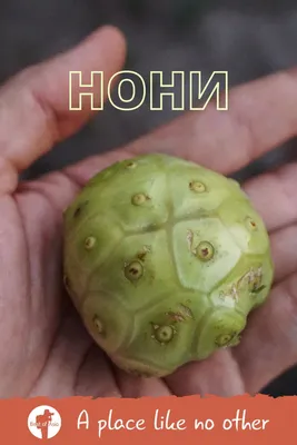 Большая моринда (morinda citrifolia), изолированные на белом фоне. |  Премиум Фото