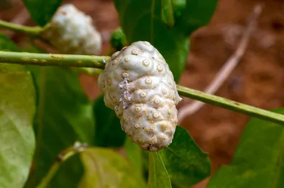 Купить Нони, измельченные плоды (Моринда Цитрусолистная, Morinda  Citrifolia) в интернет магазине PsiTown, мы доставим Нони, измельченные  плоды (Моринда Цитрусолистная, Morinda Citrifolia) в любую точку России и  Планеты