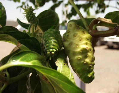 Нони, саженцы, купить, Моринда цитрусолистная, Morinda citrifolia, заказать  почтой, доставка, Плодовые / фруктовые саженцы Купить растения в  Ростове-на-Дону, Интернет-магазин, питомник растений, хвойные и лиственные,  уличные, плодовые и декоративные ...