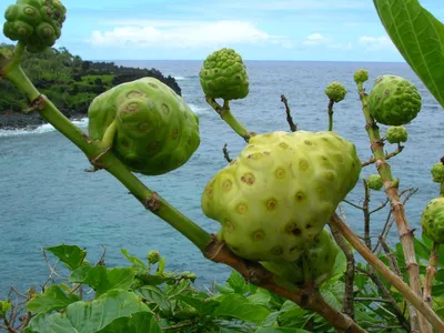 Купить Нони, измельченные плоды (Моринда Цитрусолистная, Morinda  Citrifolia) в интернет магазине PsiTown, мы доставим Нони, измельченные  плоды (Моринда Цитрусолистная, Morinda Citrifolia) в любую точку России и  Планеты