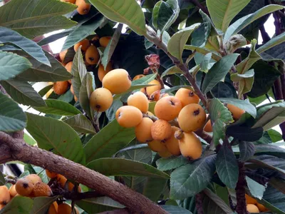 Коллекции растений ЦСБС СО РАН - Eriobotrya japonica (Thunb.) Lindl. – Мушмула  японская