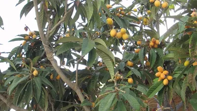 Зрелый плод мушмулы или японская слива Стоковое Фото - изображение  насчитывающей сочно, слива: 137251776