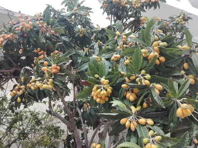 Мушмула японская (Eriobotrya japonica): как она, уход и многое другое | все  деревья