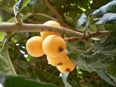 Мушмула – что за фрукт, польза и вред, противопоказания и выращивание