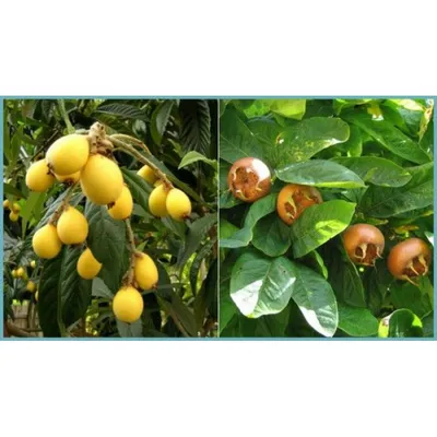Файл:Мушмула, плоды.jpg — Википедия