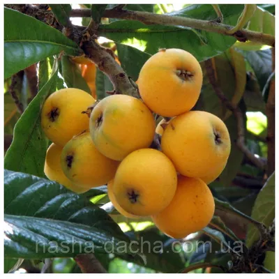 What is a loquat and how to eat it? - YouTube