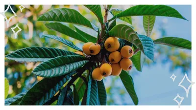 Фрукты Мушмула - «Мушмула – что за фрукт? Благотворный фрукт для  диабетиков. Состав, калорийность, полезные свойства и вред.» | отзывы