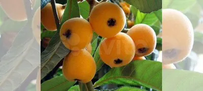 Мушмула: что это за необычный фрукт, и почему он считается деликатесом? –  GLOBALINFA.RU