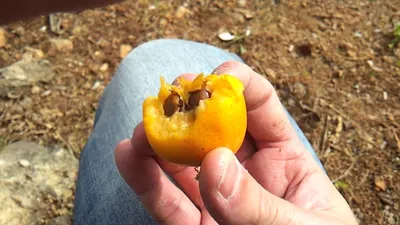 Плоды мушмулы, созревающие на дереве, также известные как нисперо или японская  мушмула на солнце в испании. | Премиум Фото