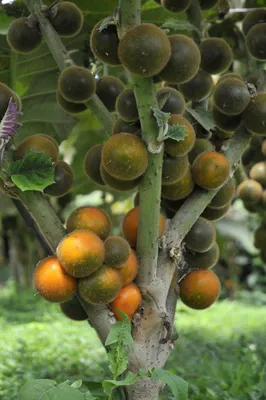 Наранхилла ( Луло ) плоды «маленькие апельсины» со вкусом ананаса и  земляники. В продаже саженцы., цена 80 грн — Prom.ua (ID#1562044743)