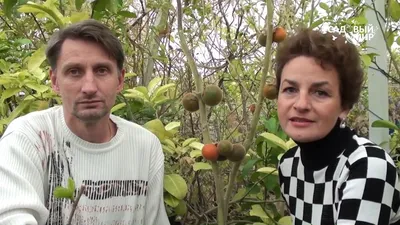 экзотические плодовые растения Наранхилла - YouTube