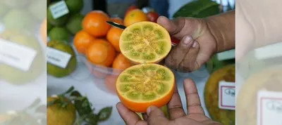 Наранхилла фрукт (68 фото) »