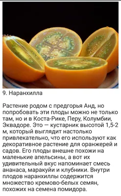 Наранхилла фрукт (68 фото) »