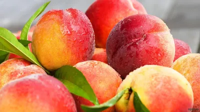 Персик - польза и вред фрукта, состав и противопоказания.