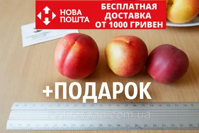 Нектарин семена 10 шт, цена 50 грн — Prom.ua (ID#762713709)