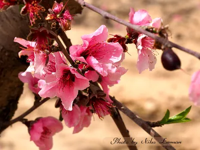 Как цветут и растут персики в Израиле | Nika Lerman | Дзен