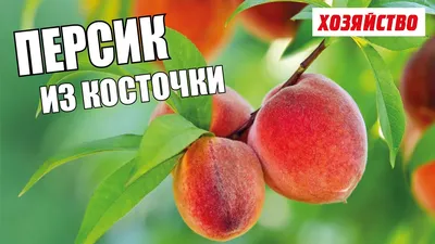 Нектарин: полезные свойства для организма | Food and Health