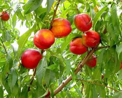 Персик (Prunus persica) штамб 10л - Сочинский питомник декоративных растений