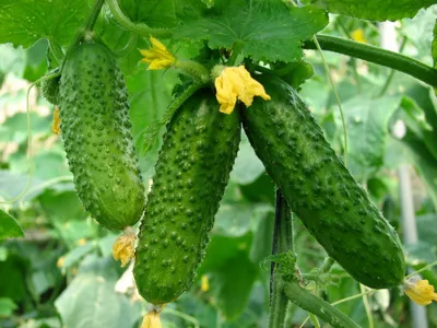 Огурец Альшаны F1: семена, описание сорта, урожайность - NEWAGRO.BY