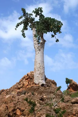 Огуречное дерево (Dendrosicyos socotranus) | Raritet-plants