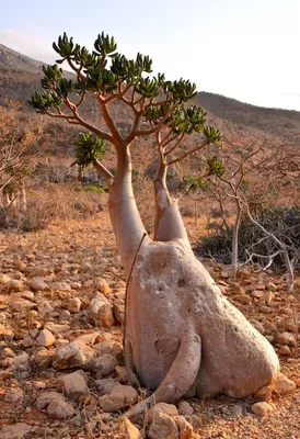 Огуречное дерево билимби: фото и описание кислого тропического плода