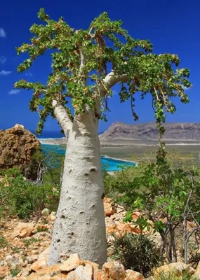 Когда на душе тепло - Огуречное дерево - кислая экзотика | Facebook