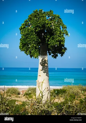 Огуречное дерево - самое запасливое дерево на земле - СуперСадовник